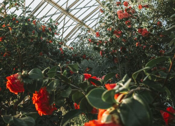 Red squirrels relocated to Highlands woodland image 198